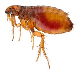 Insektbid - Sådan lindres irritationen bedst