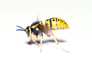 Insektbid - Sådan lindres irritationen bedst