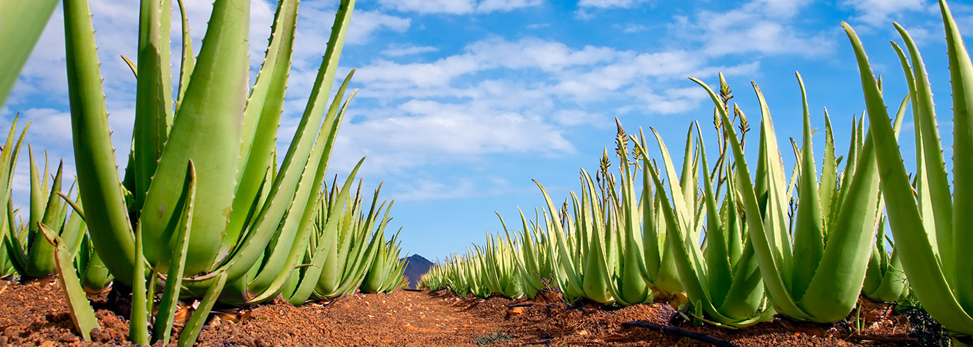 Kender du aloe vera planten?