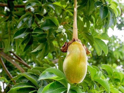 Baobab frugten