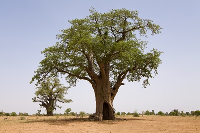 Baobab træet