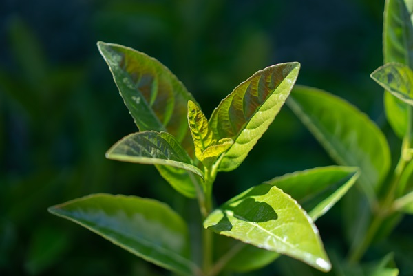 Grøn te Alt bør – Helsam