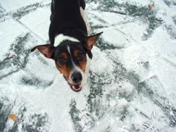 Vintertips - lille hund i sne