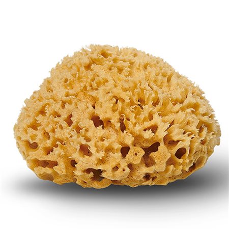 Natursvamp Honeycomb 10-11 cm